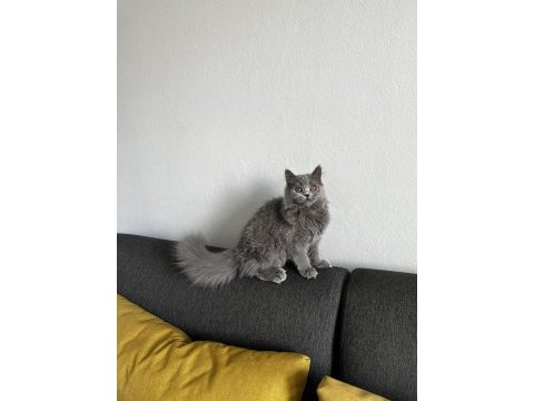 6 aylık gri british shorthair yavru