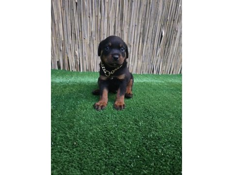 Dev rottweiler yavruları sizlerle