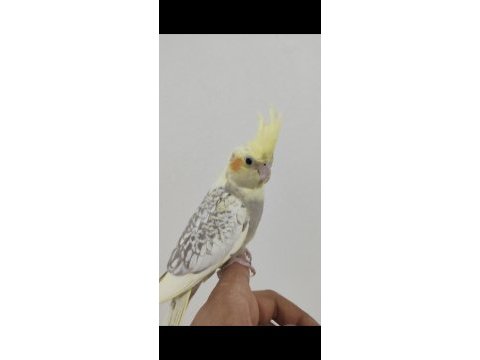 3 adet yavru sultan papağanı
