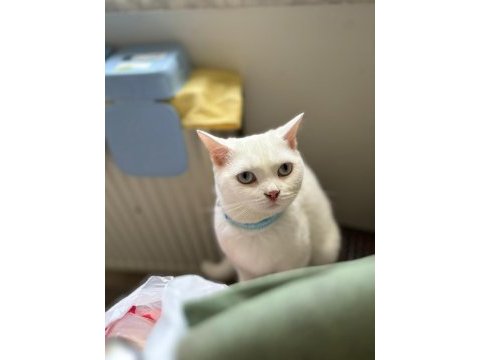 Yeni british shorthair yuvalarına hazır