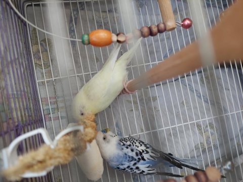 Muhabbet kuşu 2 adet