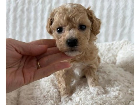 Maltipoo köpeği yavrularımız