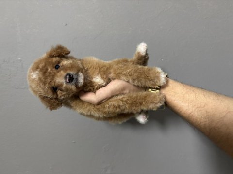 Maltipoo dişi erkek bebeklerimiz