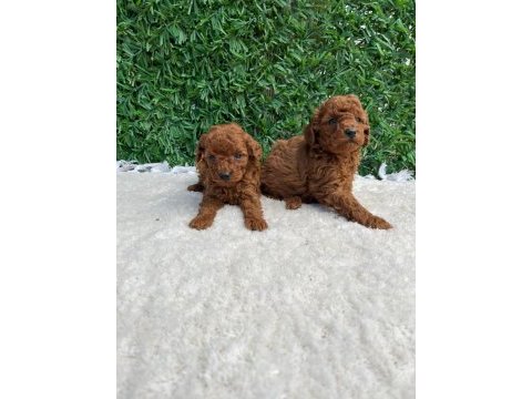 Toy poodle baby