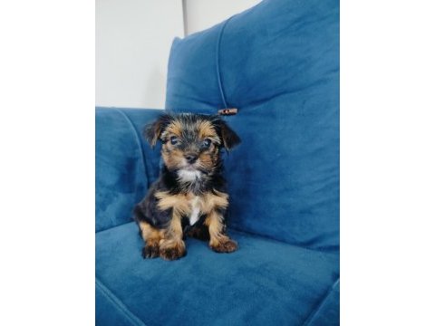 Yorkshire terrier yavrular