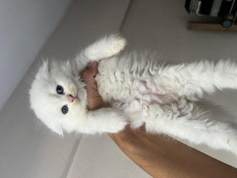 Erkek dişi scottish fold yavrular