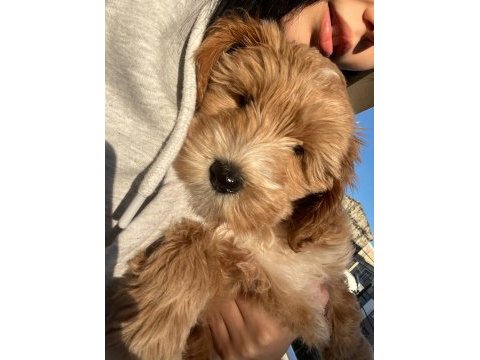 3 aylık dişi maya orjinal maltipoo