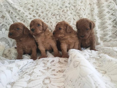 Sevimli ve oyuncu toy poodle yavrularımız