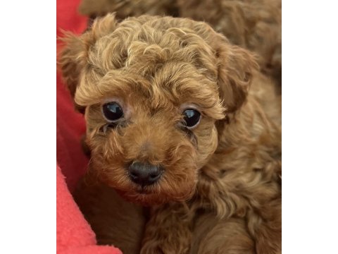 Oyuncak boy orjinal kore kan toy poodle dışı yavrularımız