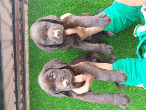 Şampanya ve çikolata renk labrador yavrular ruhsatlı çiftlik