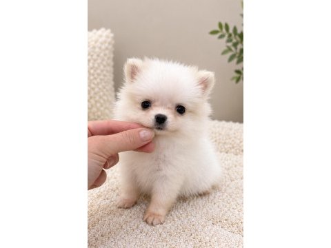 Micro mini boy dişi pomeranian boo