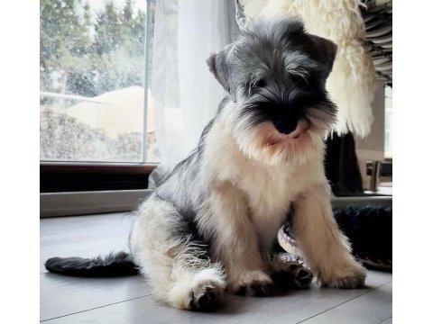 Fcı secereli schnauzer yavruları