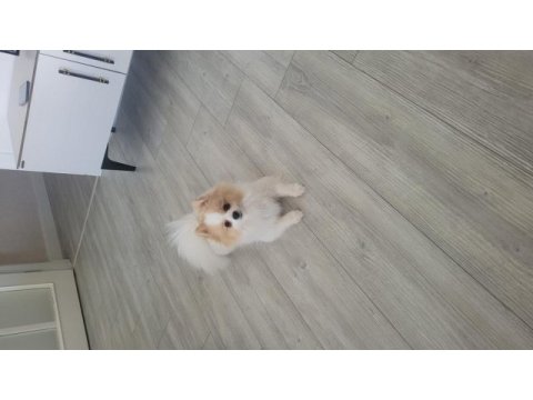45 günlük saf pomeranian anne ve babası bizim yavrumuz