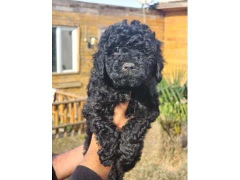 Siyah poodle