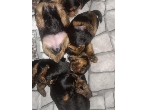Terrier yorkshire terrier safkan (1,5 aylık)