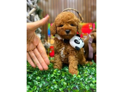 Tarçınlı kurabiye maltipoo