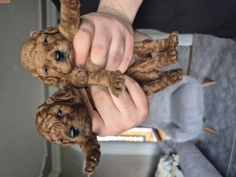Toy poodle erkek yavrular