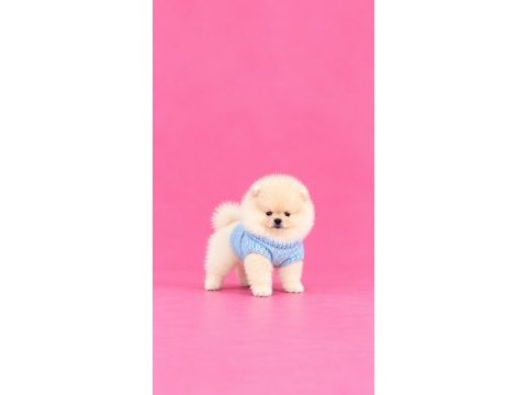 Orijinal ayı sürat pomeranian boo