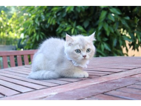 Safkan blue golden yavru kedimiz