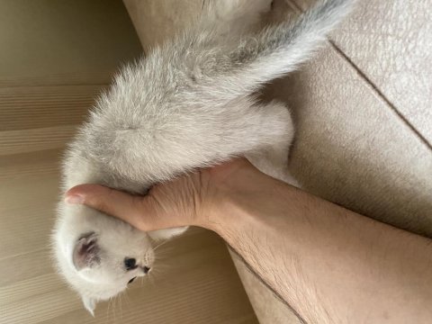 45 günlük scottish fold yavrular iletişime geçebilirsiniz