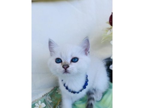 British shorthair ve longhair yavrular sahiplendirilecektir