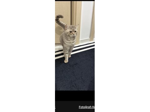 British shorthair kedimizi sahiplendiriyoruz