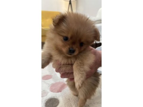 2 aylık yavrular sahiplendirmeye hazır pomeranian boo