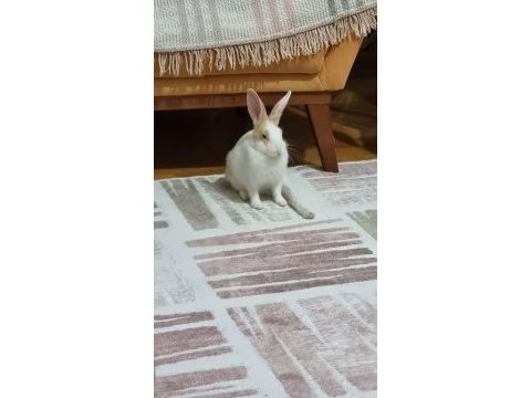 Tavşan karamel