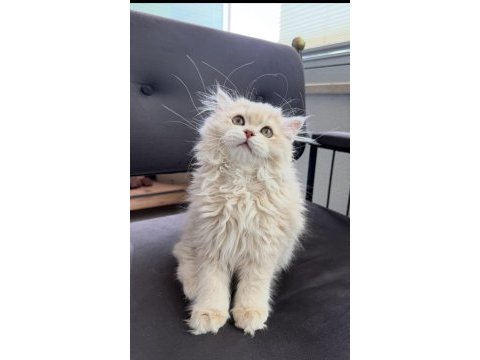 Cy11 anne baba şecereli british longhair