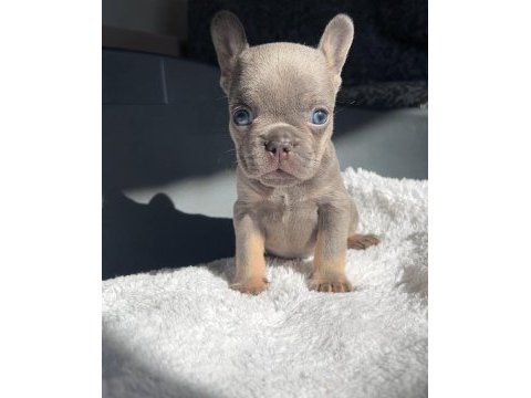 Mavi gözlü ev bakımı french bulldog yavrum