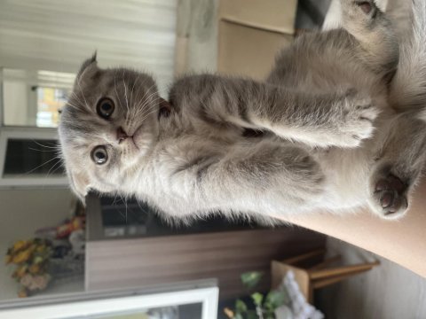 Scottish fold silver
