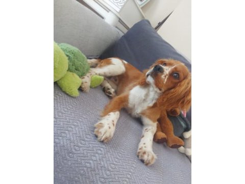 %100 safkan cavalier king charles yavrusu