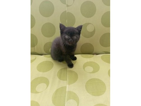 British shorthair yavru kedilerimiz