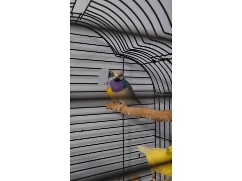 Çift goldian finch (gökkuşağı ispinozu)