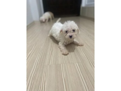 Maltipoo ve toy poodle kırması 2 aylık yavru