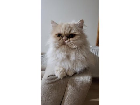 Bayram şekeri iran kedisi