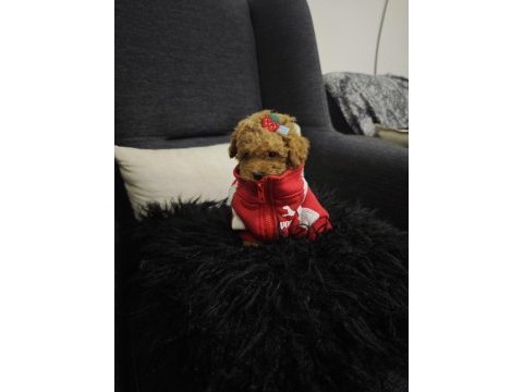 Toy poodle yavrular