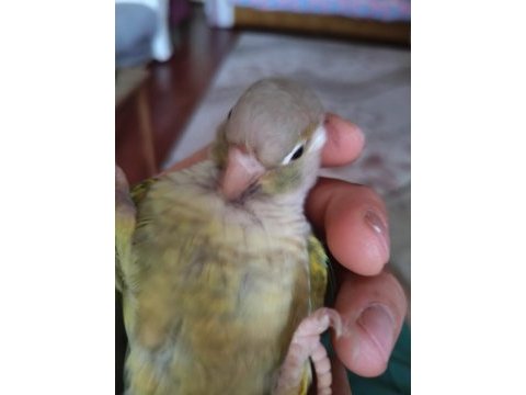 Konur papağanı 8 aylık