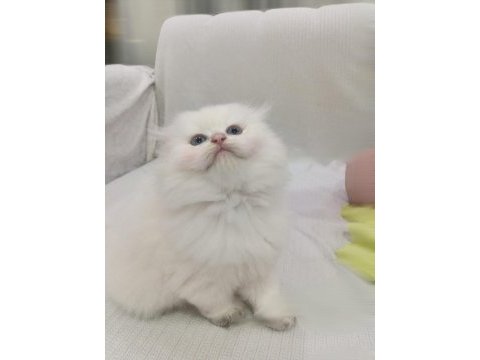 Scottish fold beyaz uzun tüylü