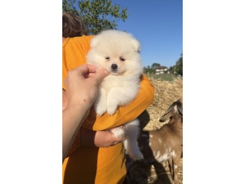 Kartopu gibi ayıcık pomeranian boo