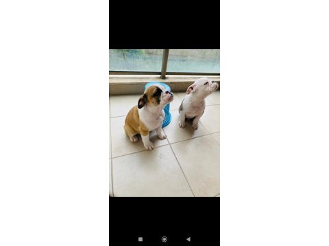English bulldog yavrular izmir