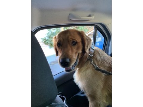 Golden retriever 2 yaşına yaklaştı