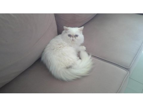 Beyaz prens iran kedisi