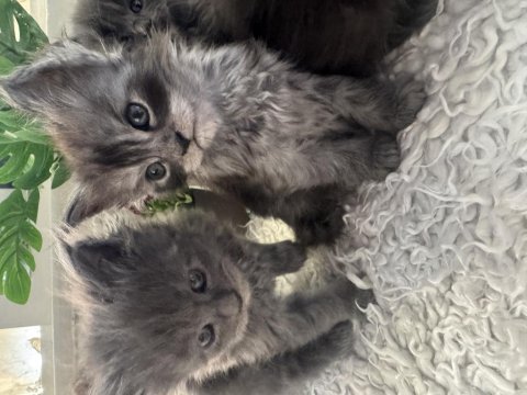 Orjinal maine coon yavrular