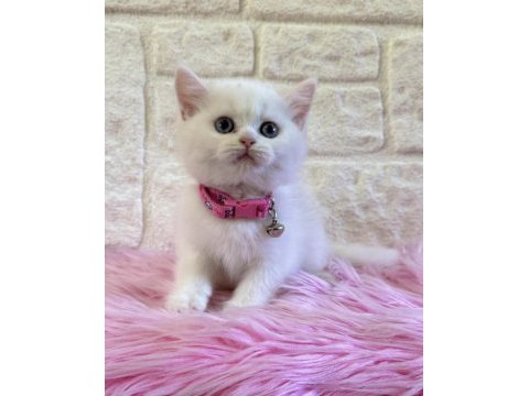 British shorthair 2 aylık dişi tuvalet eğitimi var