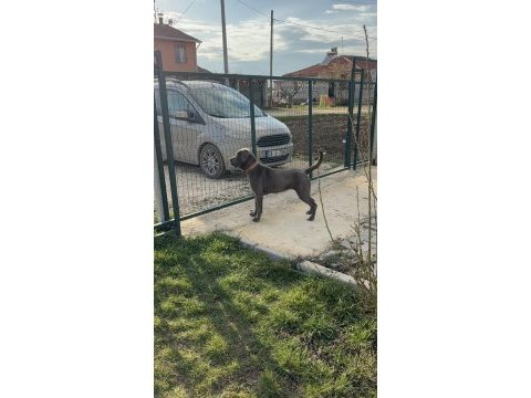 Cane corso blue