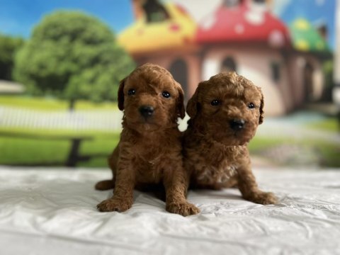 Toy poodle yavru