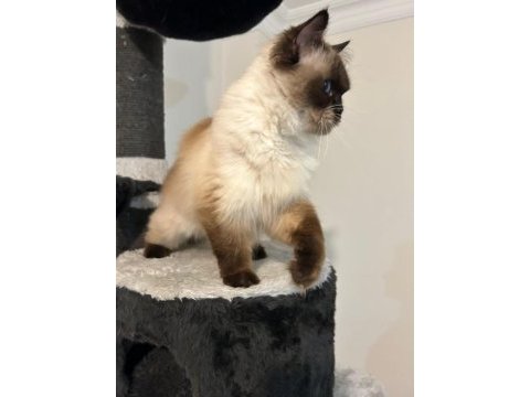 Ücretsiz sahiplendirilecek dişi ragdoll 3 yaşında