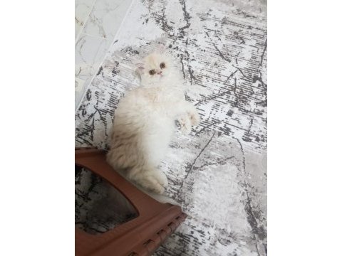Tüy yumağı chinchilla kedisi bebekler