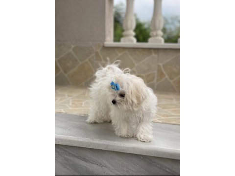 Safkan maltese yavru